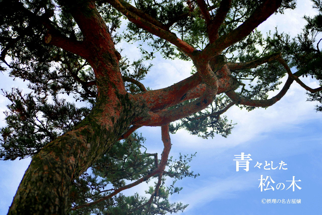 youtube青々とした松の木