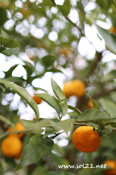 orange (3)