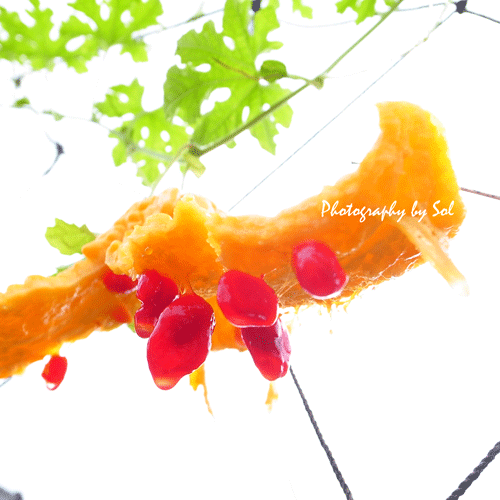 yellow_goya (1)